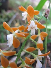 Epidendrum polyanthum