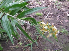 Epidendrum polyanthum