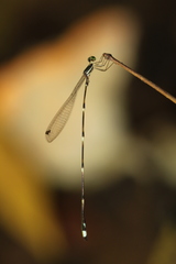 Protosticta trilobata