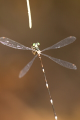Protosticta trilobata