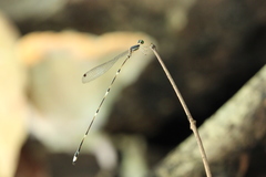 Protosticta trilobata