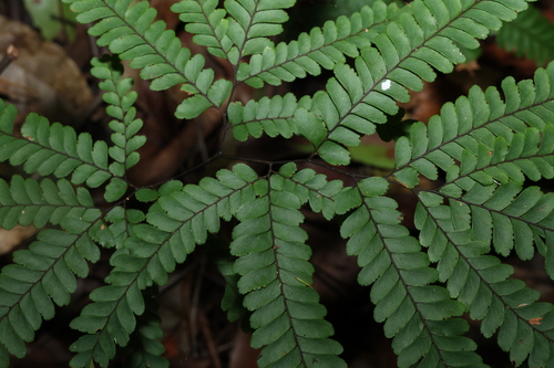 Image of Adiantum silvaticum by (c) Greg Tasney, some rights reserved (CC BY-SA)