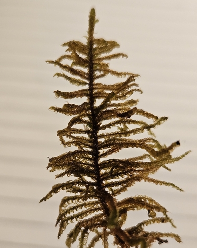 Image of Palustriella commutata by (c) Helen Waterman, some rights reserved (CC BY)