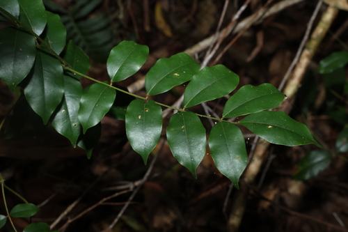 Image of Austrocallerya megasperma by (c) Greg Tasney, some rights reserved (CC BY-SA)