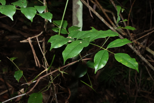 Image of Austrocallerya megasperma by (c) Greg Tasney, some rights reserved (CC BY-SA)