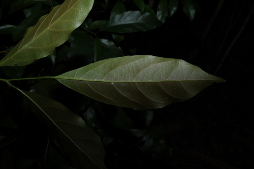 Image of Endiandra virens by (c) Greg Tasney, some rights reserved (CC BY-SA)