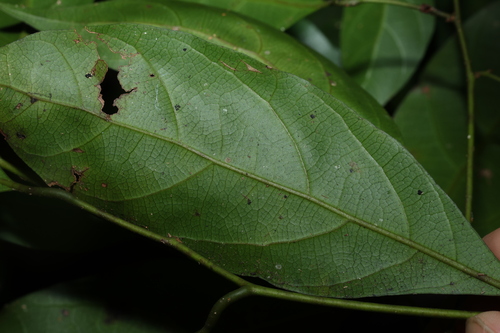 Image of Endiandra virens by (c) Greg Tasney, some rights reserved (CC BY-SA)