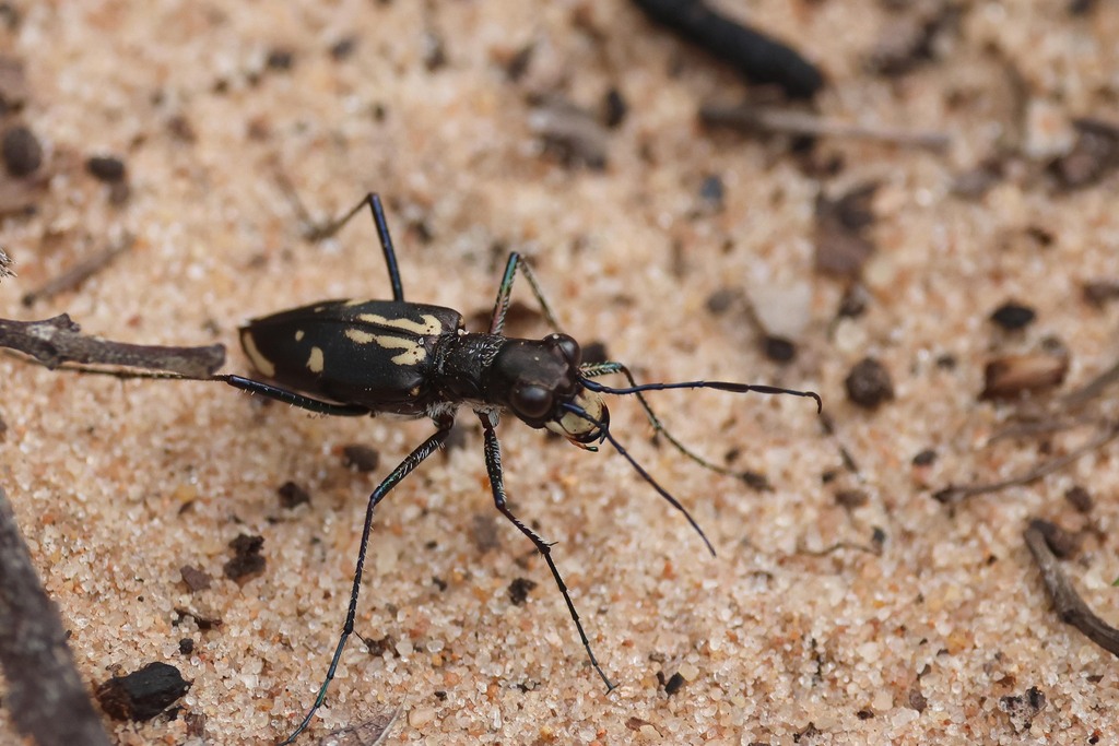 Bostrichophorus