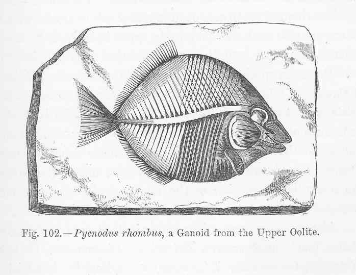 Pycnodus