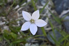 White-edged wahlenbergia (Wahlenbergia albomarginata)