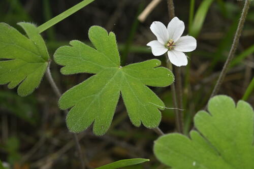 Geranium discolor
