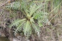 Cirsium andrewsii