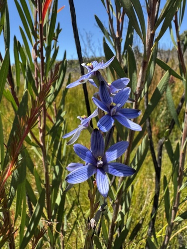 Flushed sun orchid (Thelymitra canaliculata)