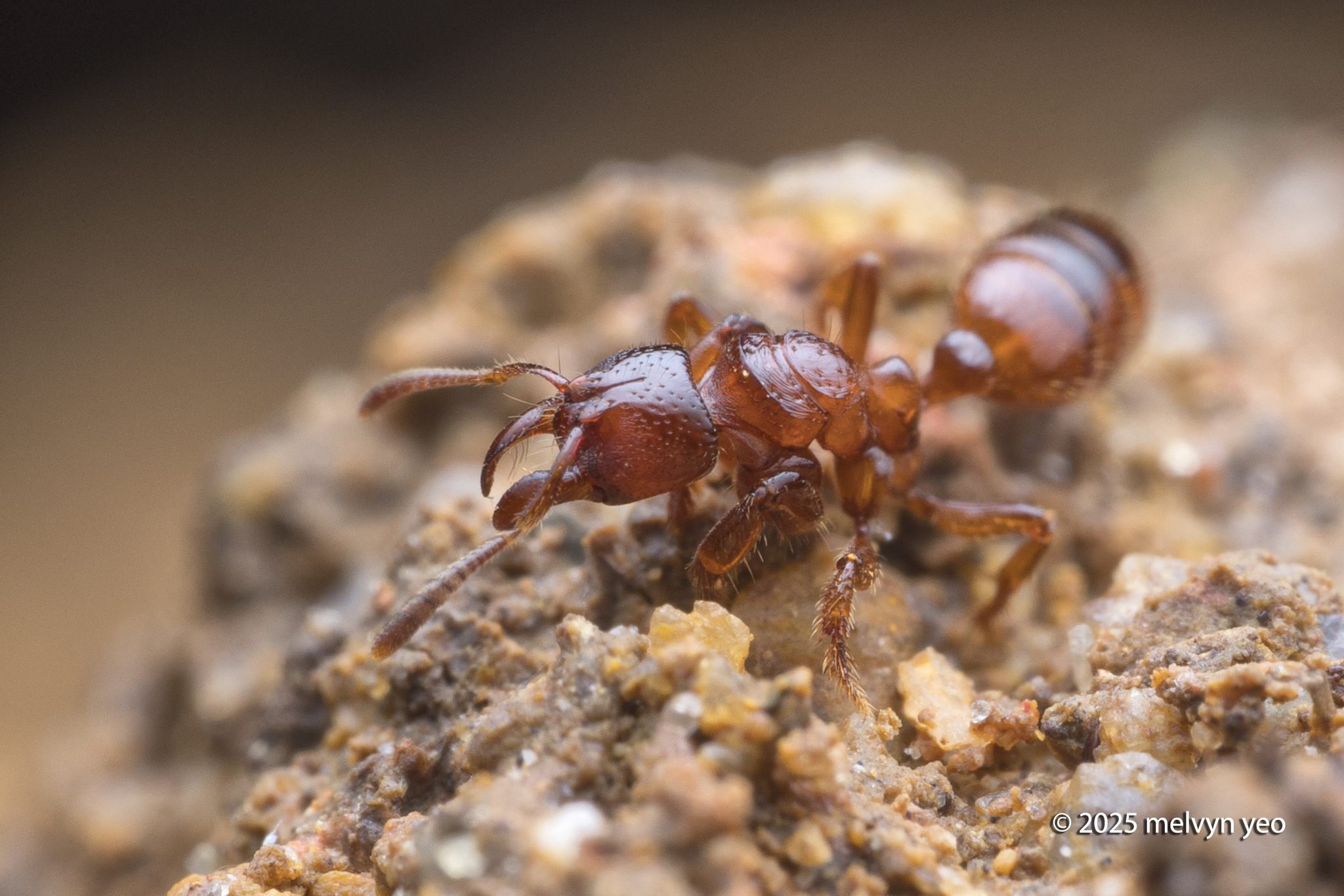 Centromyrmex feae greeni