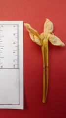 Tabebuia stenocalyx