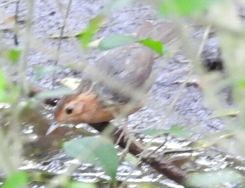 Brown-capped Babbler (Pellorneum fuscocapillus), photo 10