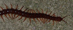 Scolopendra dehaani