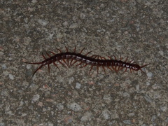 Scolopendra dehaani