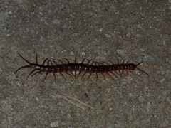 Scolopendra dehaani