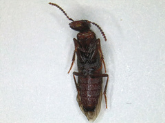 Hesperus baltimorensis