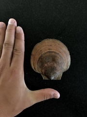 Placopecten magellanicus