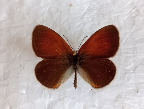 Chestnut Heath photographed in Andorra