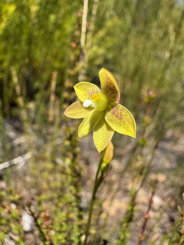 tiger orchid (Thelymitra tigrina)