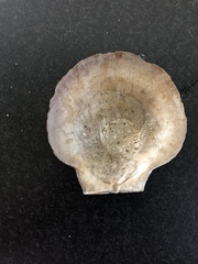 Placopecten magellanicus