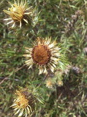Carlina vulgaris