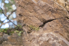 王天, CC BY, iNaturalist via GBIF Pelatantheria scolopendrifolia, photograph 王天, CC BY, iNaturalist via GBIF