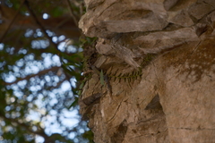 Pelatantheria scolopendrifolia, photograph 王天, CC BY, iNaturalist via GBIF
