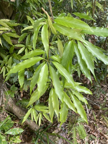 Quercus miyagii iNat (1)