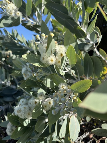 Eucalyptus × tetragona, photograph 2
