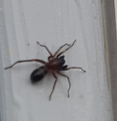 Castianeira cingulata