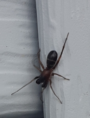 Castianeira cingulata