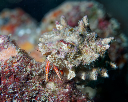 Aniculus hopperae observed 2025-03-01