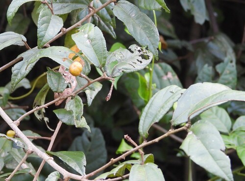 Deccan crossberry (Grewia orientalis)
