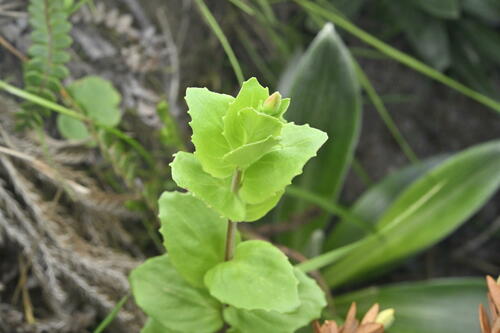 Epilobium chlorifolium (Epilobium chlorifolium)