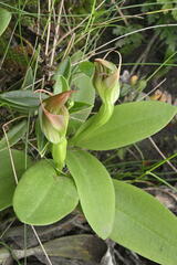 Dwarf Greenhood (Pterostylis humilis)