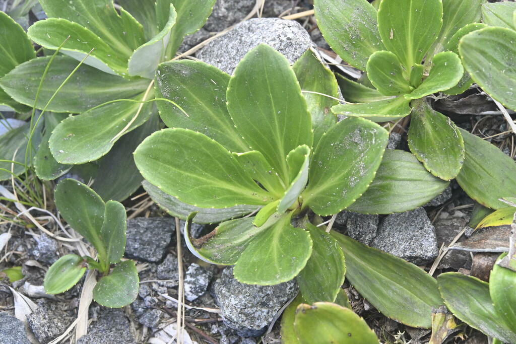 Mountain Daisy