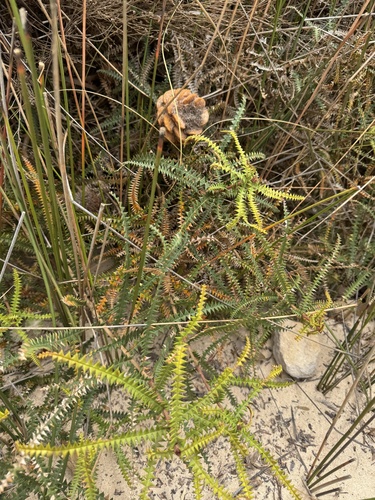 Banksia dryandroides, photograph 4
