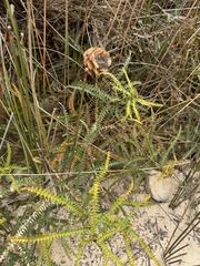 Banksia dryandroides, photograph (c) Tyler Anthony, some rights reserved (CC BY)