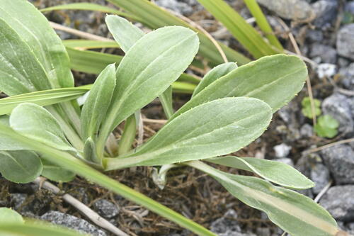 Celmisia durietzii Cockayne & Allan