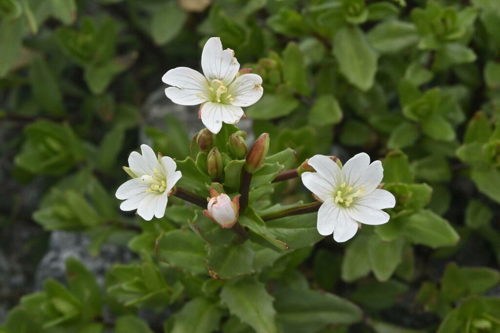 Epilobium glabellum (Epilobium glabellum)