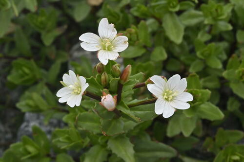 Epilobium glabellum (Epilobium glabellum)
