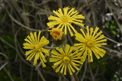 Tall hawkweed (Pilosella piloselloides)