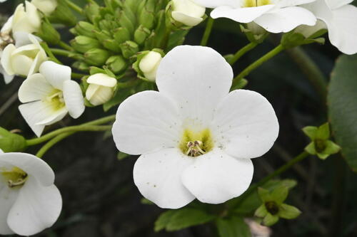Ourisia macrocarpa Hook.fil.