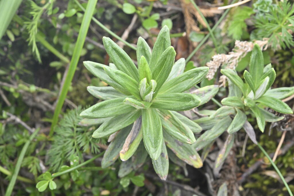 Walker's Mountain Daisy