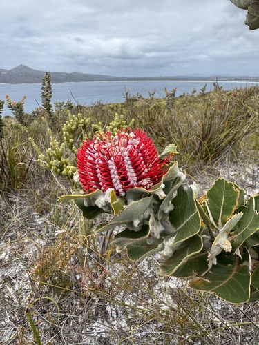 Albany banksia (Banksia coccinea)