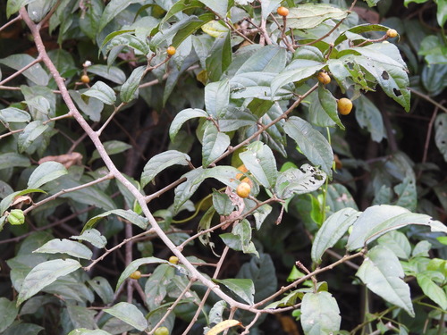 Image of Grewia orientalis by (c) Mark Clarke, some rights reserved (CC BY)
